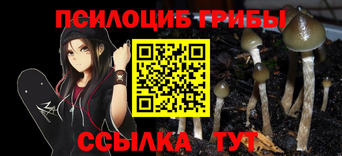 Галлюциногенные грибы Psilocybe Тобольск